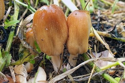 coprinellus-micaceus