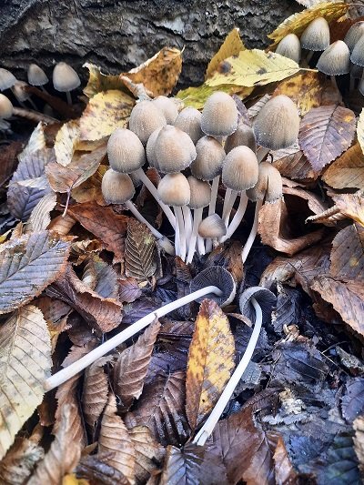 coprinellus-micaceus