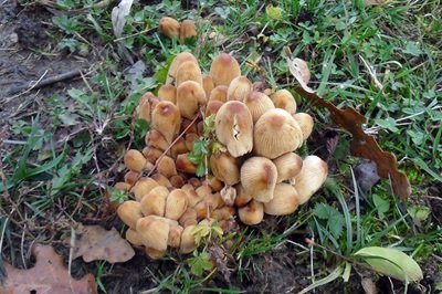 Coprinellus pallidissimus