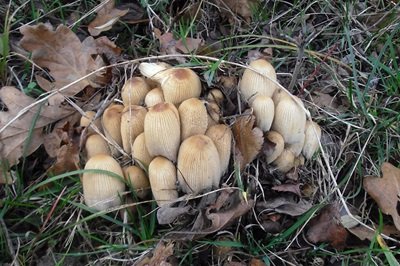 coprinellus-pallidissimus