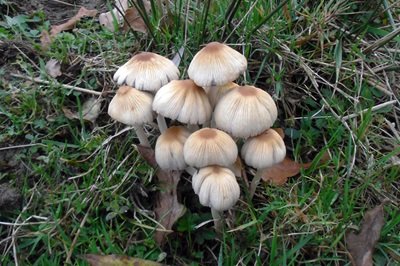 coprinellus-pallidissimus