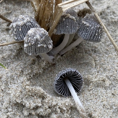 Coprinopsis ammophilae