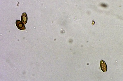 coprinopsis-atramentaria11