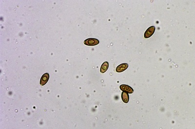 coprinopsis-atramentaria12