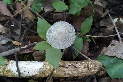Coprinopsis babosiae