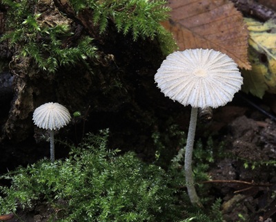 Coprinopsis candidata