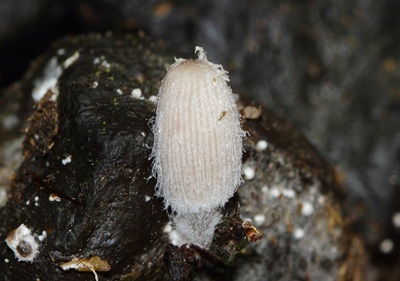 Coprinopsis candidolanata