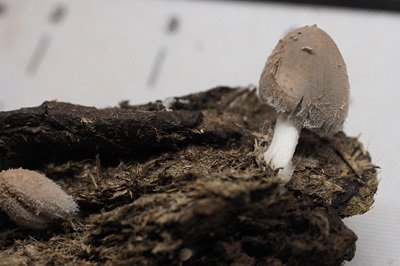 Coprinopsis cinerea