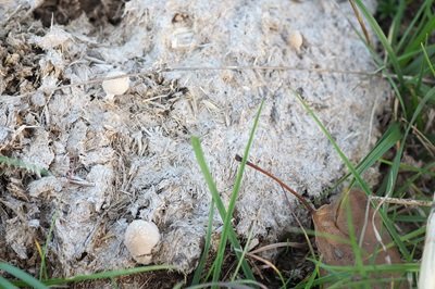 coprinopsis-cinerea