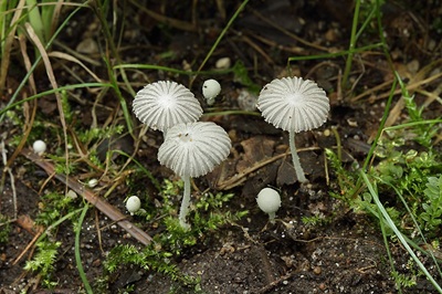 Coprinopsis cortinata