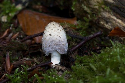 Coprinopsis episcopalis