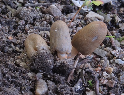 Coprinopsis erythrocephala