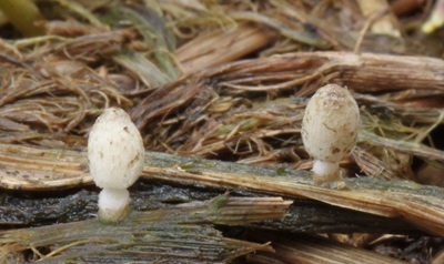 Coprinopsis fluvialis