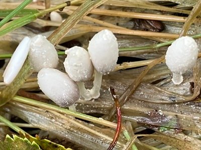 Coprinopsis friesii
