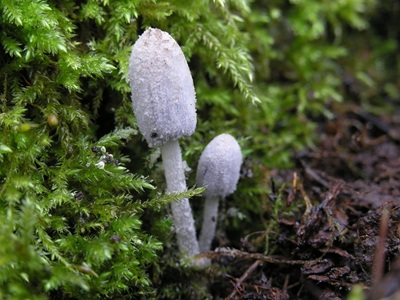 Coprinopsis laanii