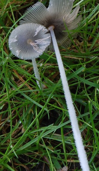 Coprinopsis lagopus var. vacillans