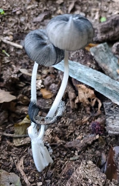 Coprinopsis lagopus