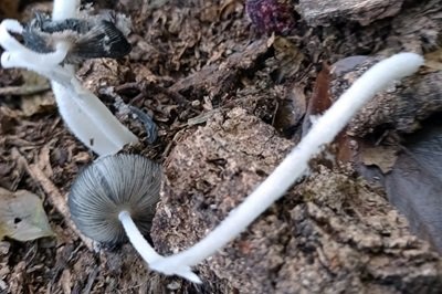 coprinopsis-lagopus