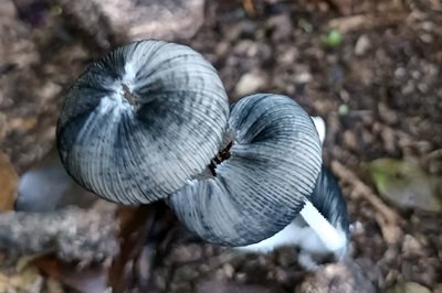 coprinopsis-lagopus