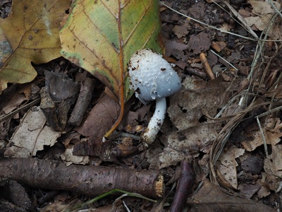 Coprinopsis mitrispora