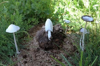 Coprinopsis nivea