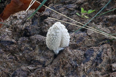 coprinopsis-nivea1