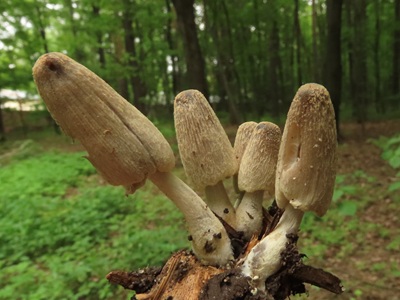 Coprinopsis ochraceolanata