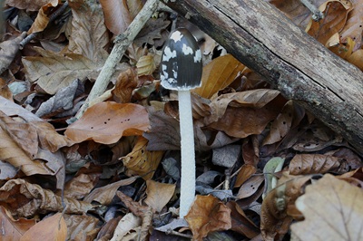 coprinopsis-picacea4