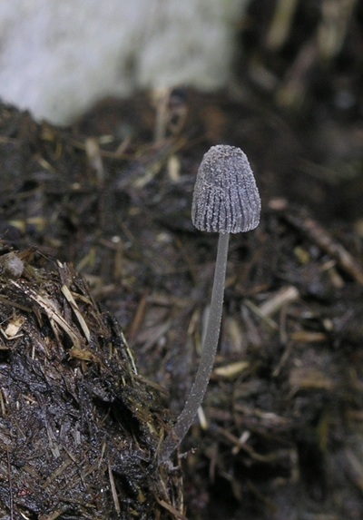 Coprinopsis poliomalla