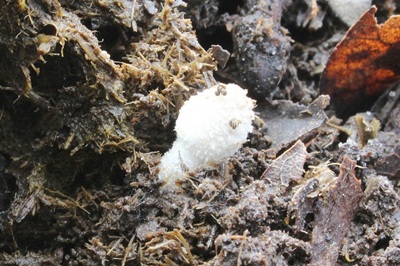 Coprinopsis pseudocortinata