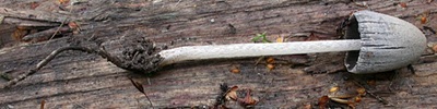 Coprinopsis radicans