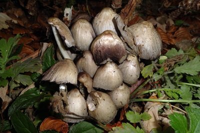 Coprinopsis romagnesiana