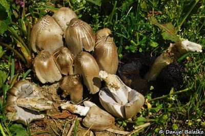 coprinopsis-romagnesiana2