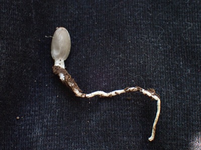 Coprinopsis sclerotiorum