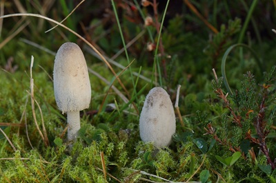 Coprinopsis semitalis