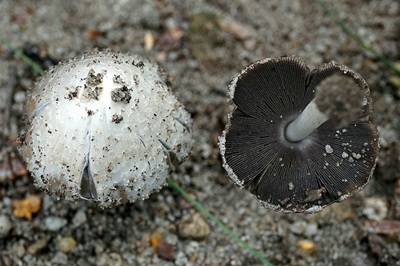 Coprinopsis spilospora