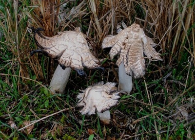 Coprinopsis stangliana