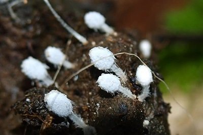 Coprinopsis stercorea