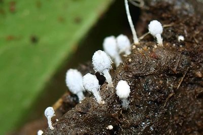 coprinopsis-stercorea1