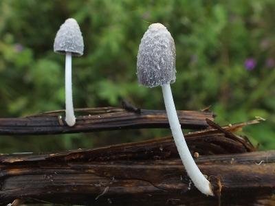 Coprinopsis urticicola