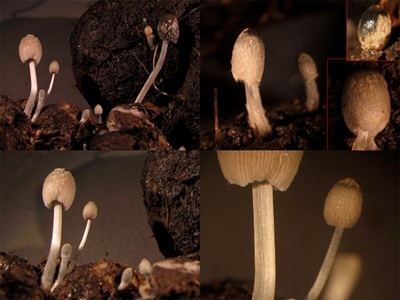 Coprinopsis vermiculifer
