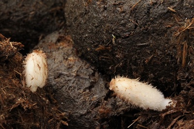 Coprinopsis villosa