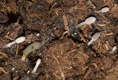 Coprinopsis xenobia