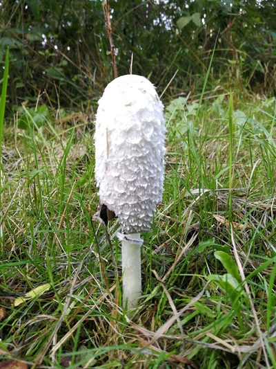 Coprinus sterquilinus