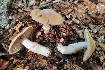 Cortinarius caperatus