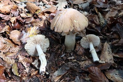 cortinarius-caperatus