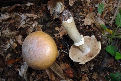 cortinarius-caperatus