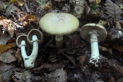 cortinarius-caperatus