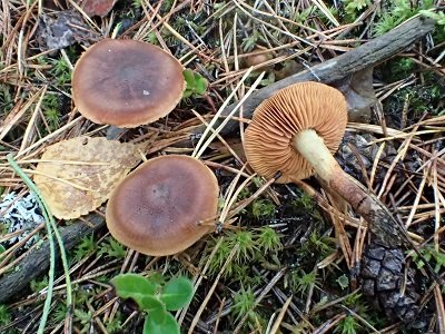 Cortinarius cinnamomeus