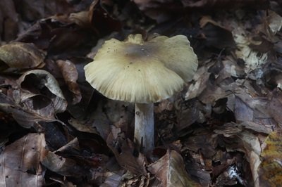 Cortinarius elatior